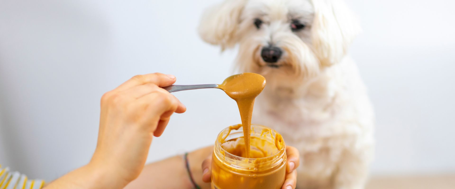 View of What Can Dogs Not Eat? 25 Toxic Foods for Dogs | TrustedHousesitters.com