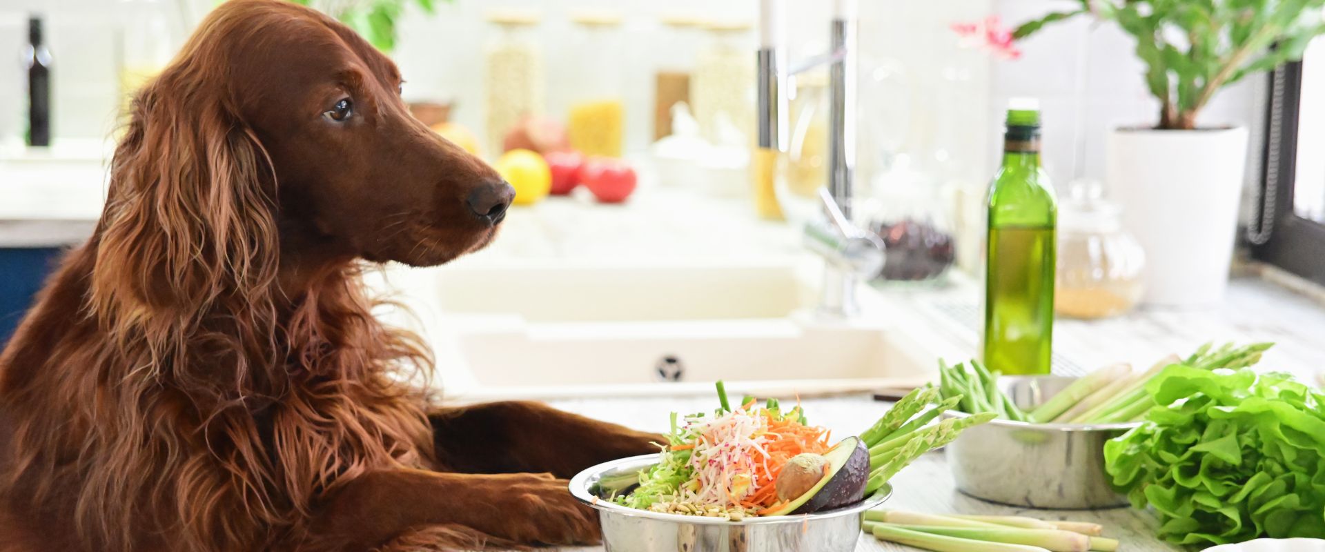 What Can Dogs Not Eat? 25 Toxic Foods for Dogs