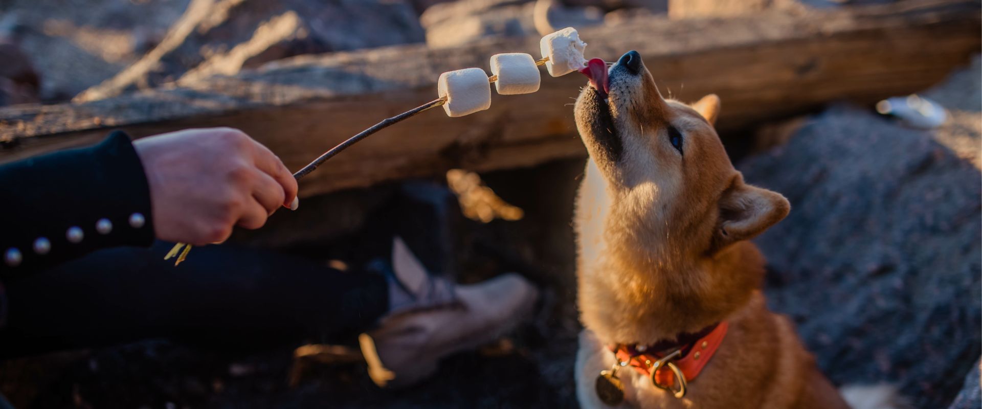 What Can Dogs Not Eat? 25 Toxic Foods for Dogs