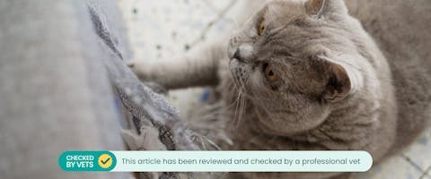 a British blue cat scratching the side of a gray couch