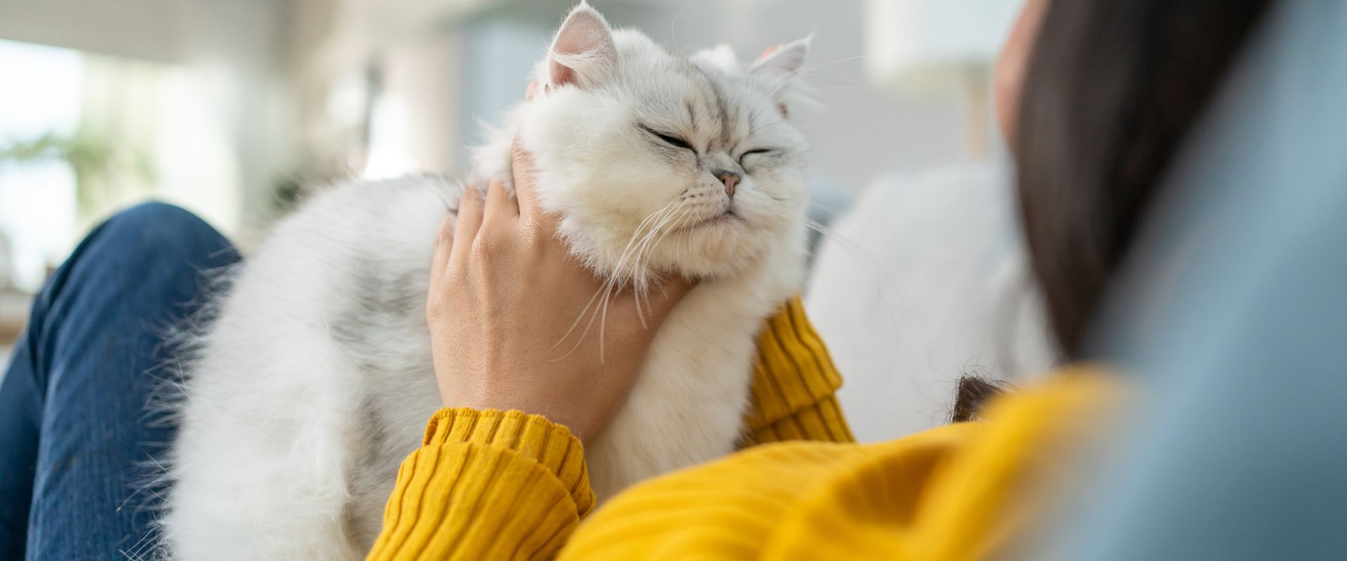 Happy, relaxed white cat sat on someone's lap