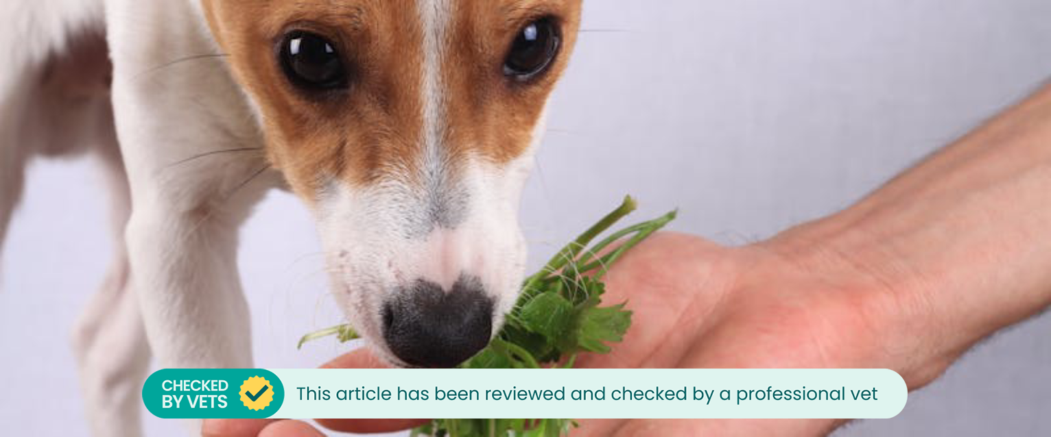 a small terrier sniffing a bunch of parsley held out in a person's cupped hand