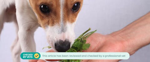a small terrier sniffing a bunch of parsley held out in a person's cupped hand