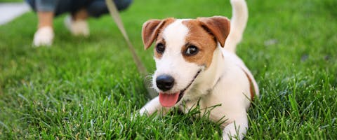 Pet photography of Jack Russell on grass