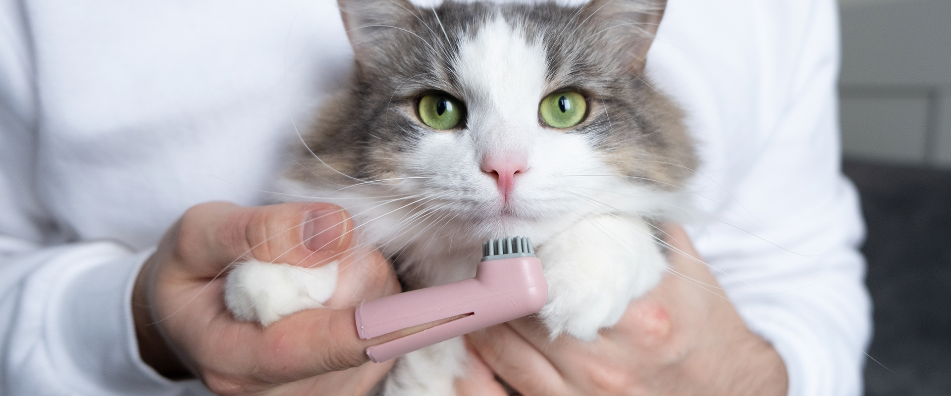 How to Brush Your Cat’s Teeth
