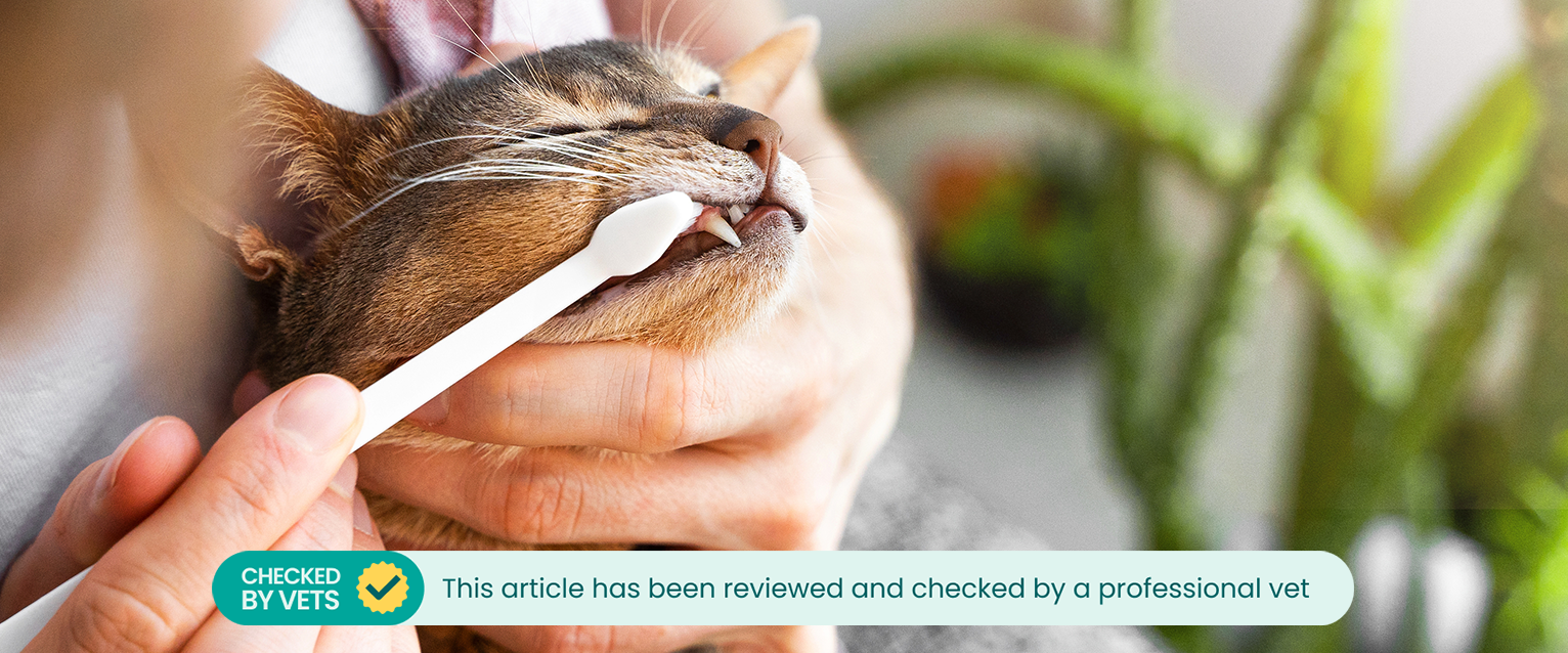 A cat having its teeth brushed. This article has been reviewed by a vet.