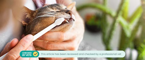 A cat having its teeth brushed. This article has been reviewed by a vet.