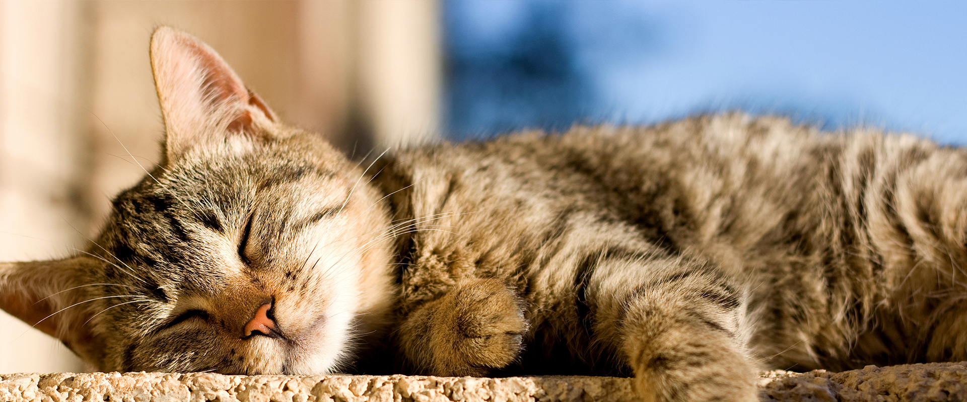 Why Do Cats Sunbathe? | TrustedHousesitters.com