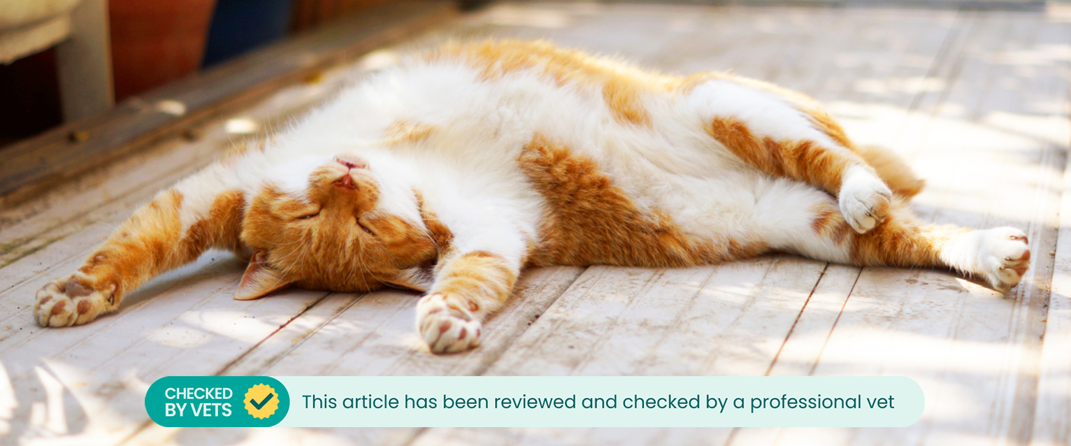 A sunbathing cat. This article has been reviewed by a professional vet
