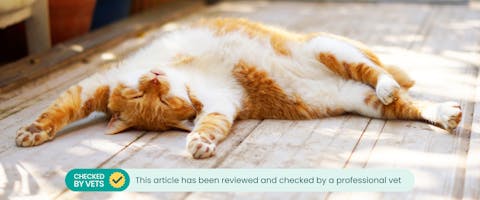 A sunbathing cat. This article has been reviewed by a professional vet