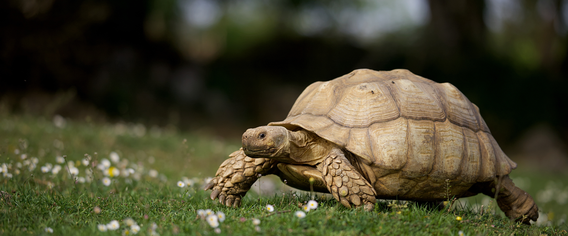 What do Tortoises Eat ? A Guide to the Tortoise Diet