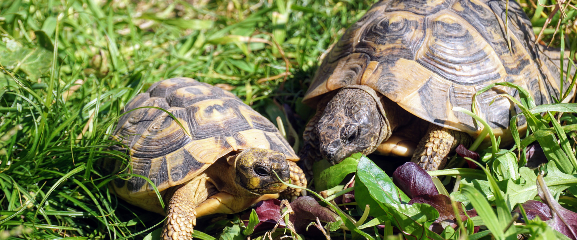 What do Tortoises Eat ? A Guide to the Tortoise Diet