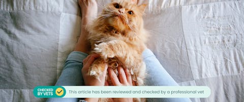 A cat being tickled on its tummy. This article has been reviewed by a vet.