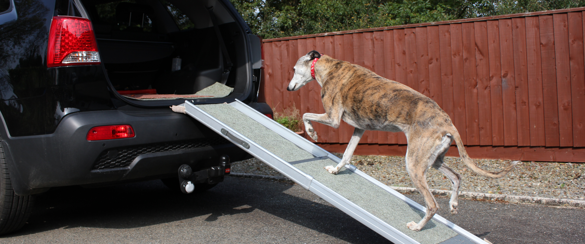 How to Manage Arthritis in Dogs | TrustedHousesitters.com