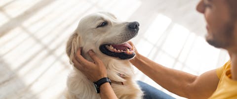 An adopted adult dog at home