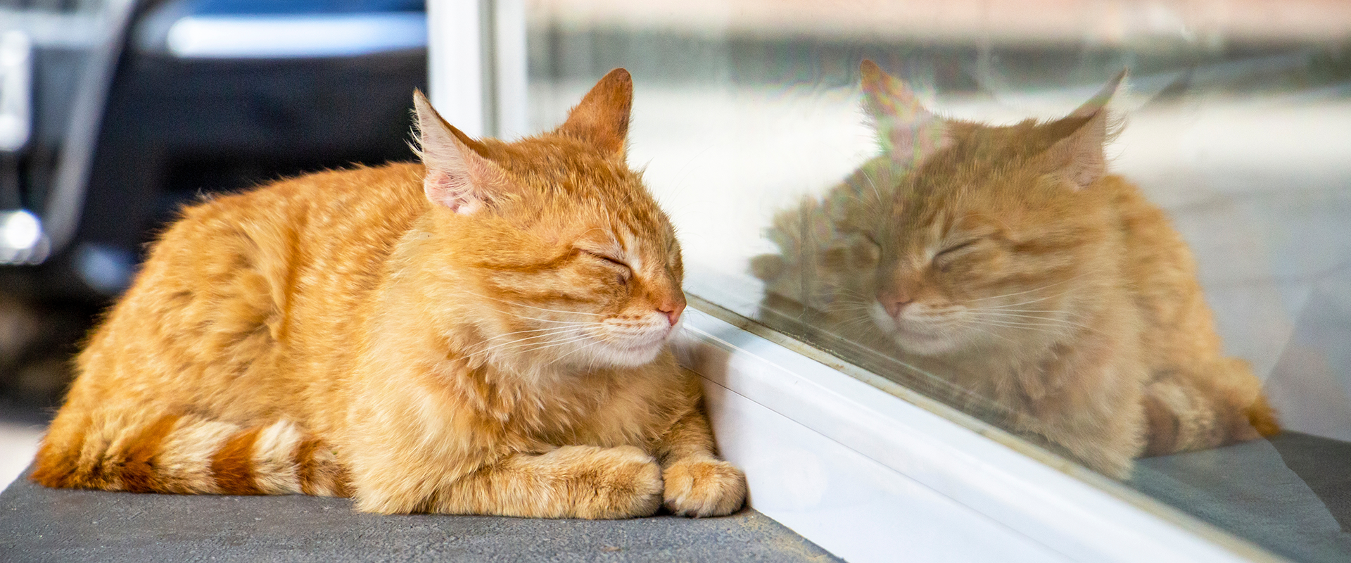 Why Do Cats Put Their Ears Back? Cat Airplane Ears, Explained