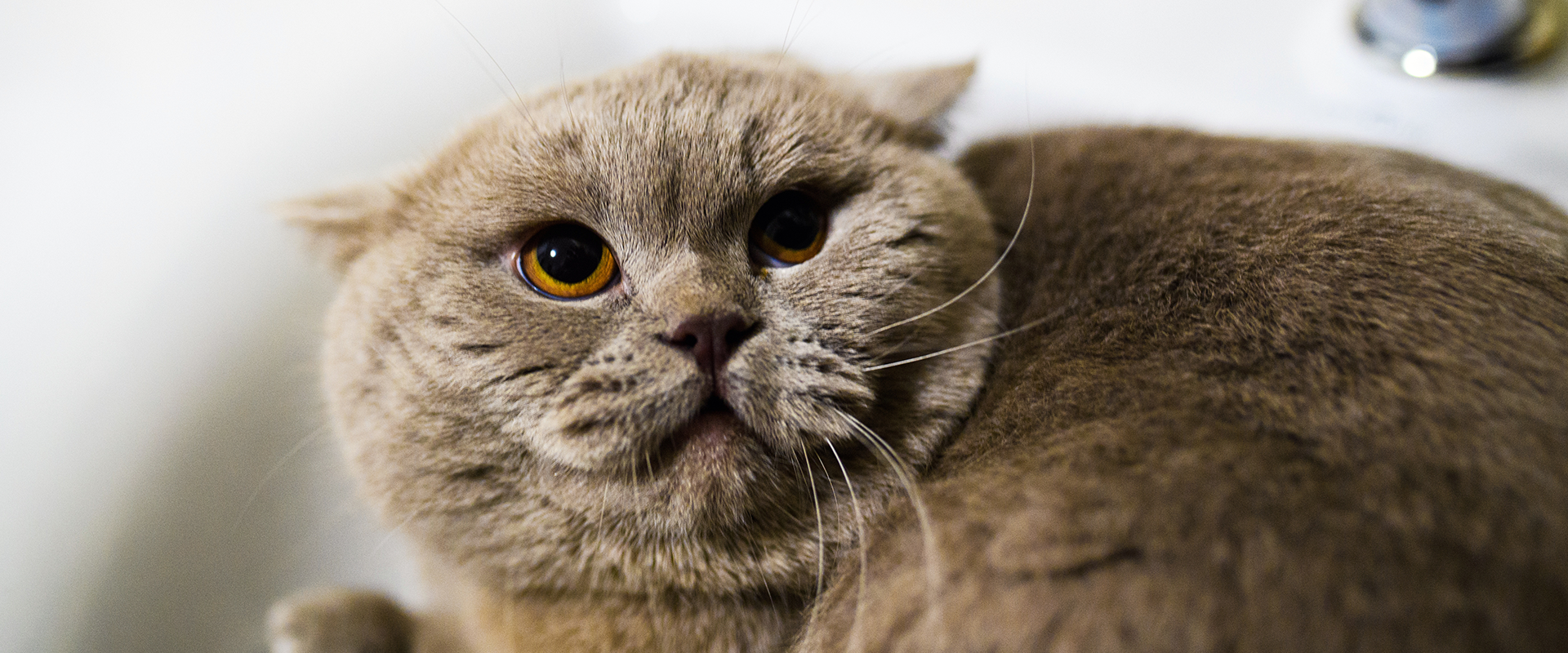 Why Do Cats Put Their Ears Back? Cat Airplane Ears, Explained