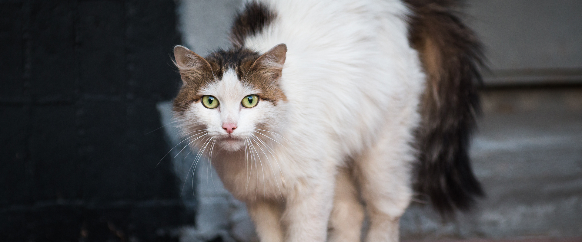 What Does It Mean When a Cat Puffs Up Their Tail?