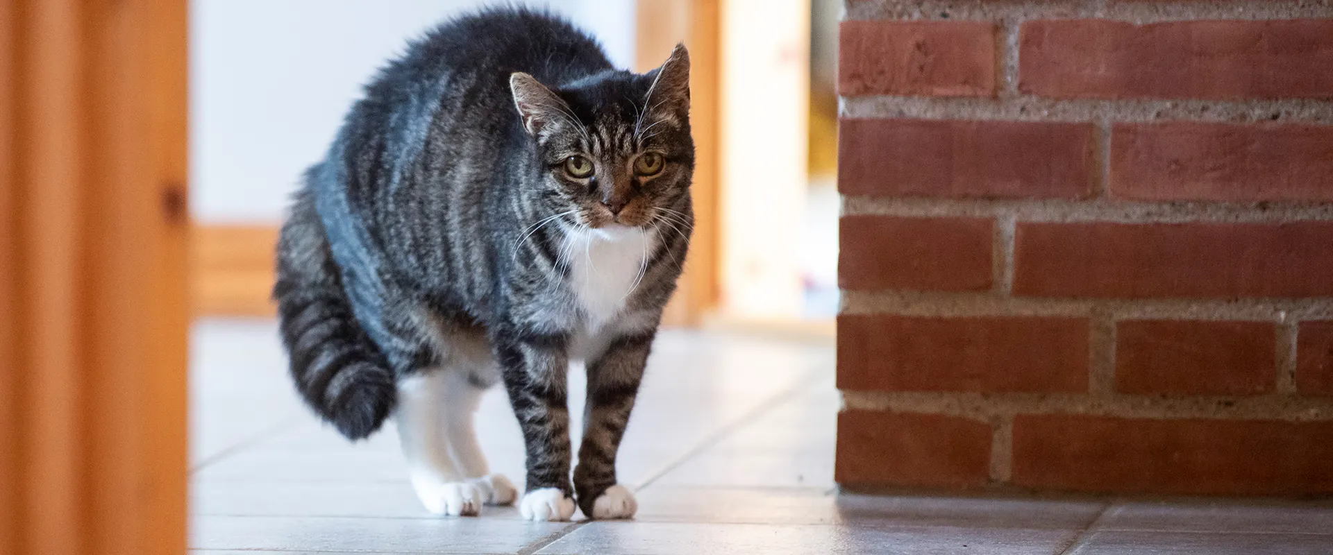 Puffing Cat What Does It Mean When a Cat Puffs Up Their Tail? | TrustedHousesitters.com