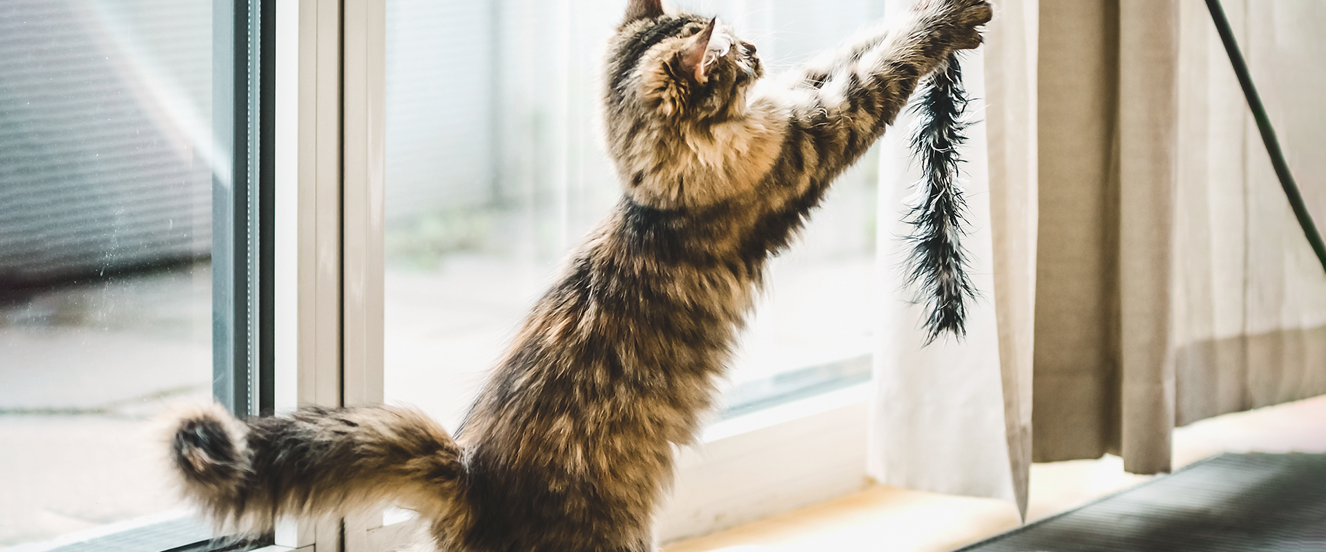 What Does It Mean When a Cat Puffs Up Their Tail?