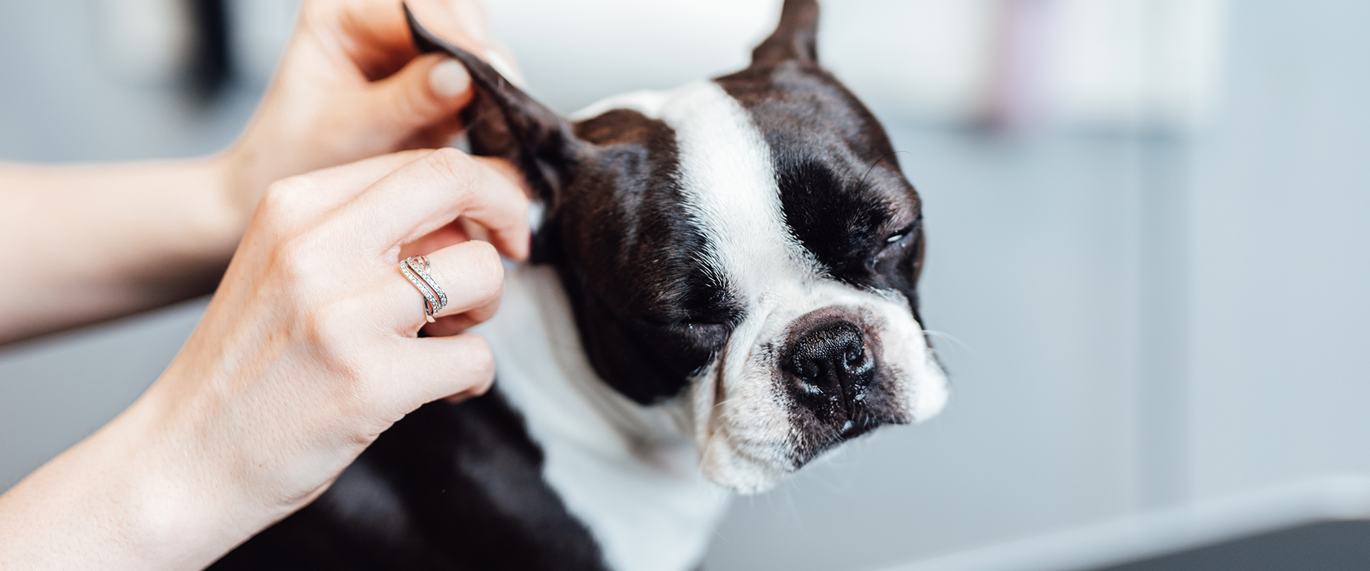 How to Prevent Dog Body Odor | TrustedHousesitters.com - Improving A Dog'S Body Odor