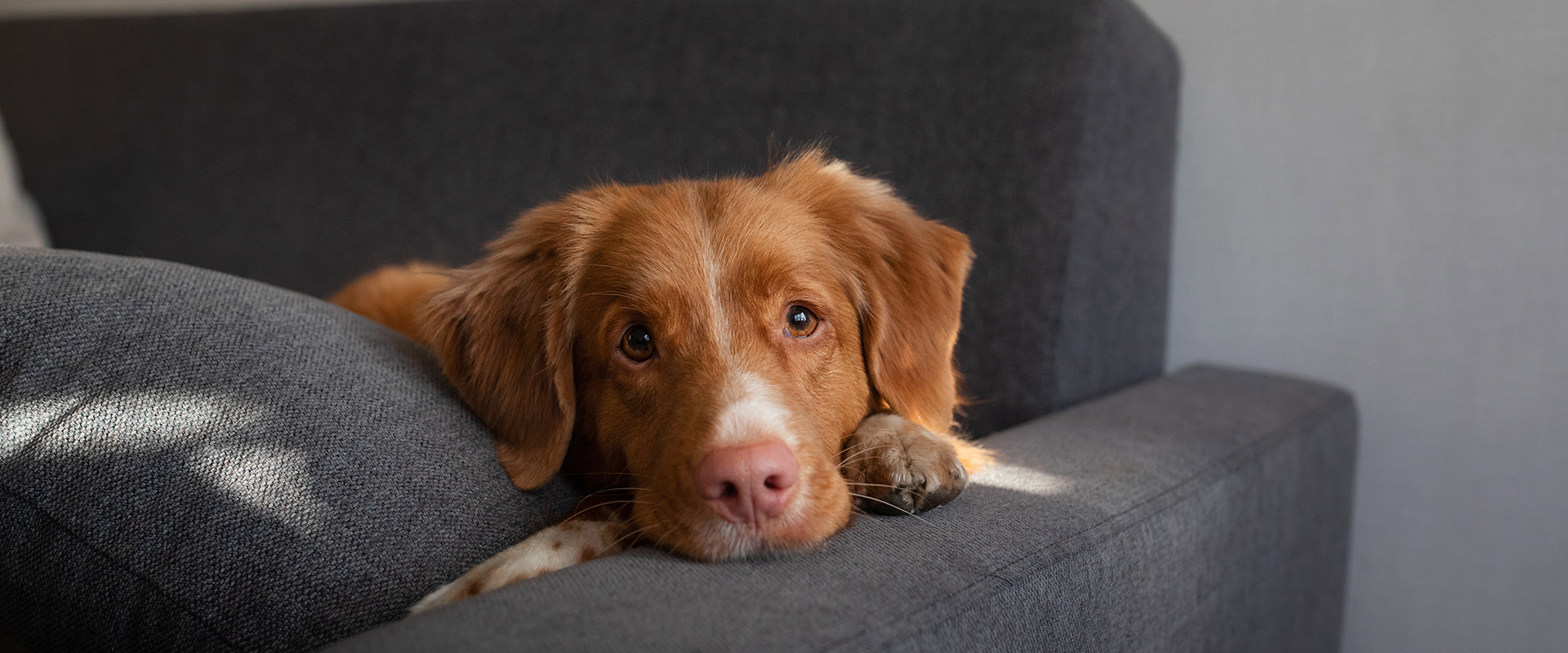 Image showcasing How to Prevent Dog Body Odor | TrustedHousesitters.com