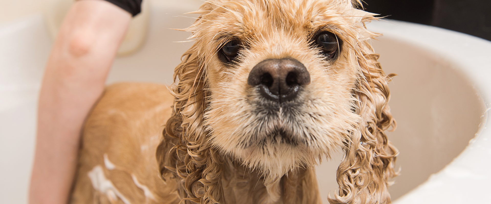 Picture of How to Prevent Dog Body Odor | TrustedHousesitters.com