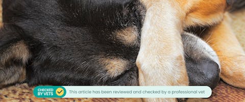 A dog covering its nose. This article has been reviewed by a vet.
