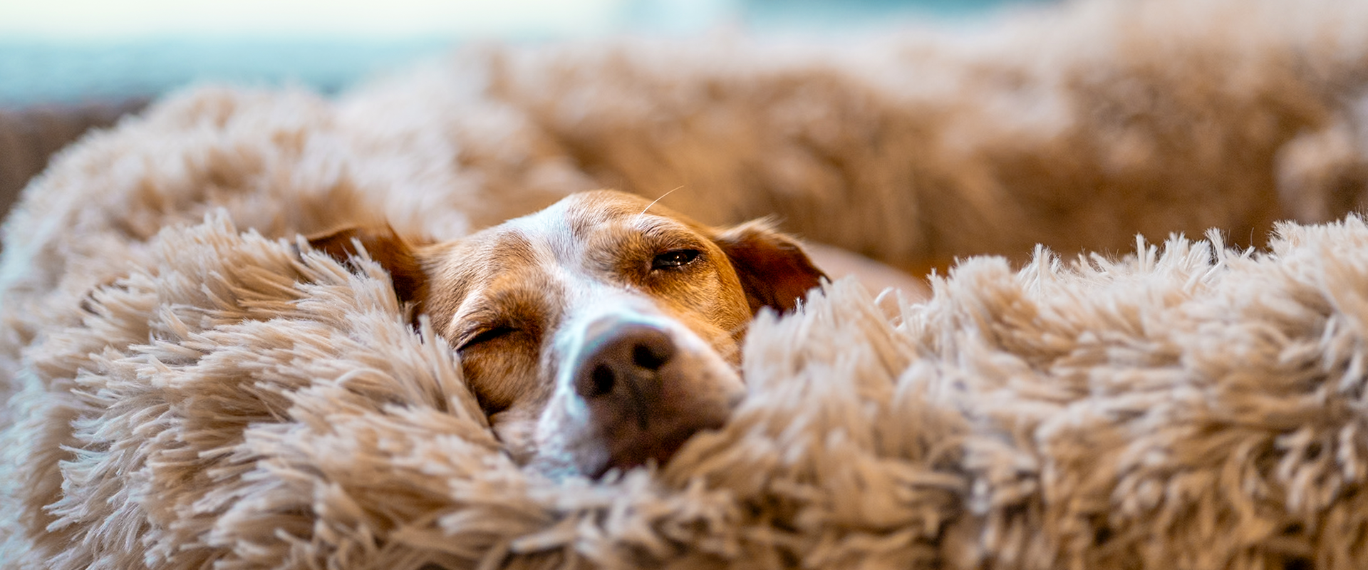Picture of How to Prevent Dog Body Odor | TrustedHousesitters.com