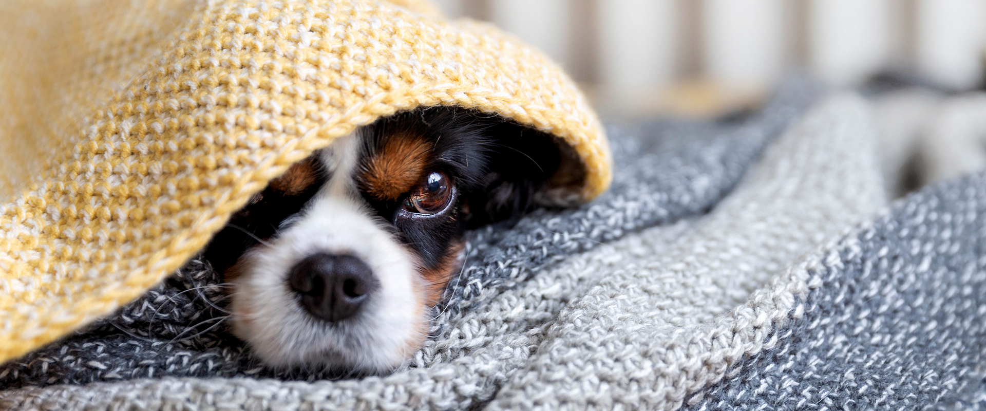 Image showcasing How to Prevent Dog Body Odor | TrustedHousesitters.com