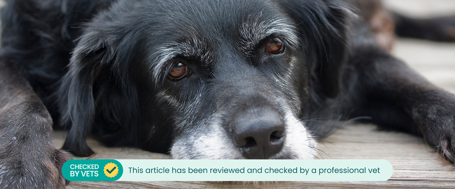 An elderly dog. This article has been checked and reviewed by a vet. 