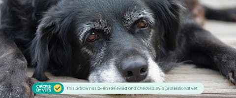 An elderly dog. This article has been checked and reviewed by a vet.
