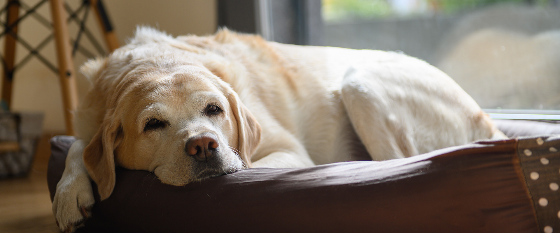 Common Back Problems in Elderly Dogs | TrustedHousesitters.com