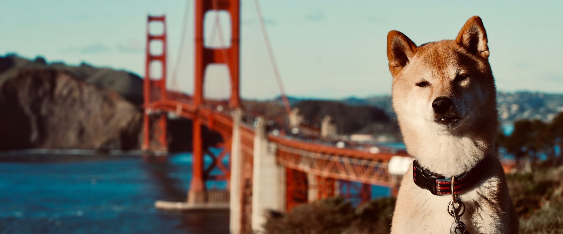 Dog-Friendly San Francisco: Restaurants, Attractions, Events ...