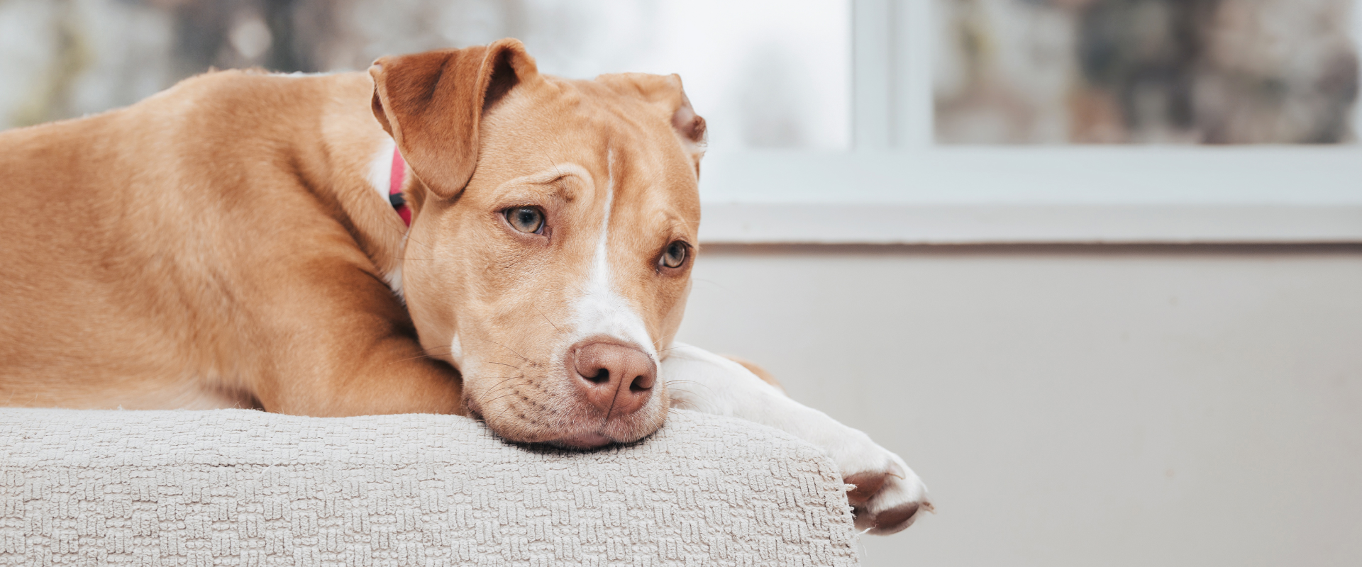 How to Tell if Your Dog is Sick with Dr. Marc Abrahams