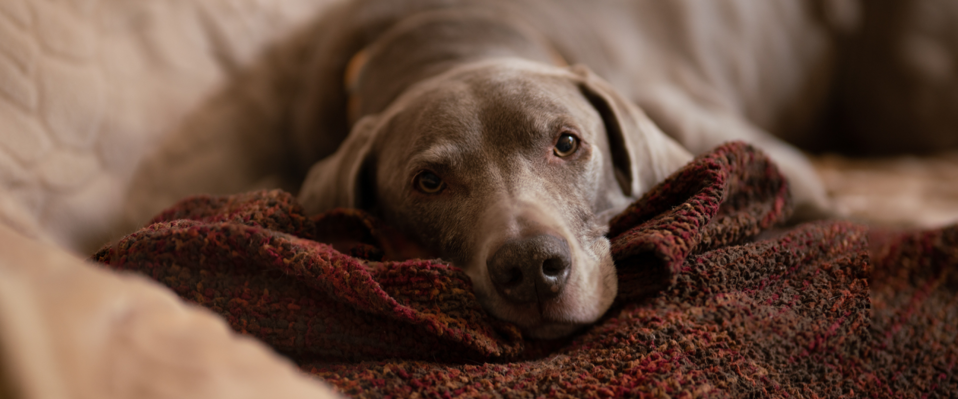 a Weimaraner lying on a dark red blanket looking at the camera