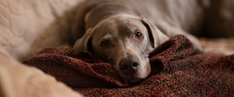 a Weimaraner lying on a dark red blanket looking at the camera