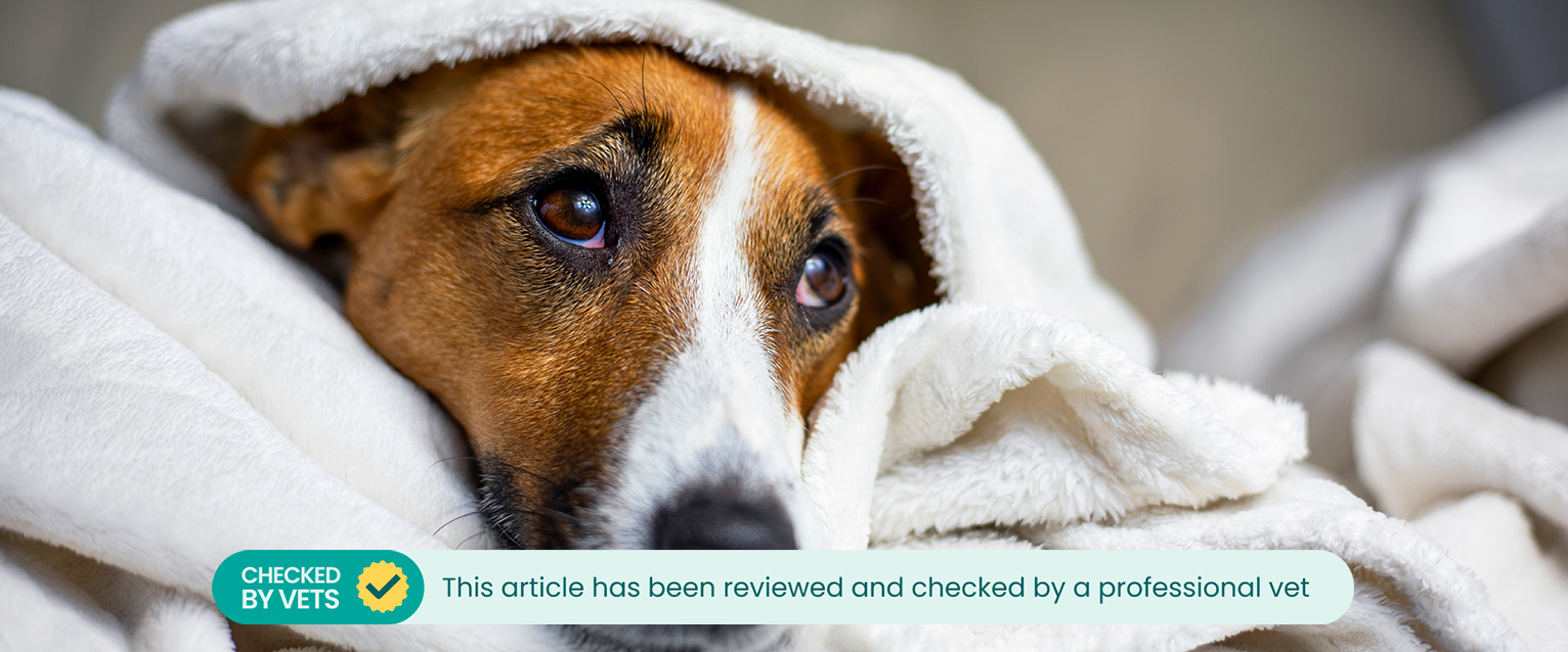 A sick dog at home, underneath a blanket. This article has been reviewed by a professional vet. 