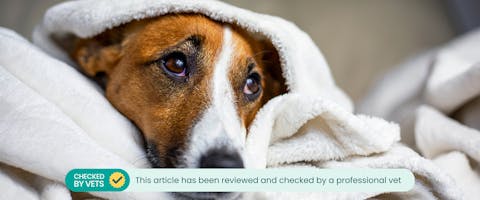 A sick dog at home, underneath a blanket. This article has been reviewed by a professional vet.