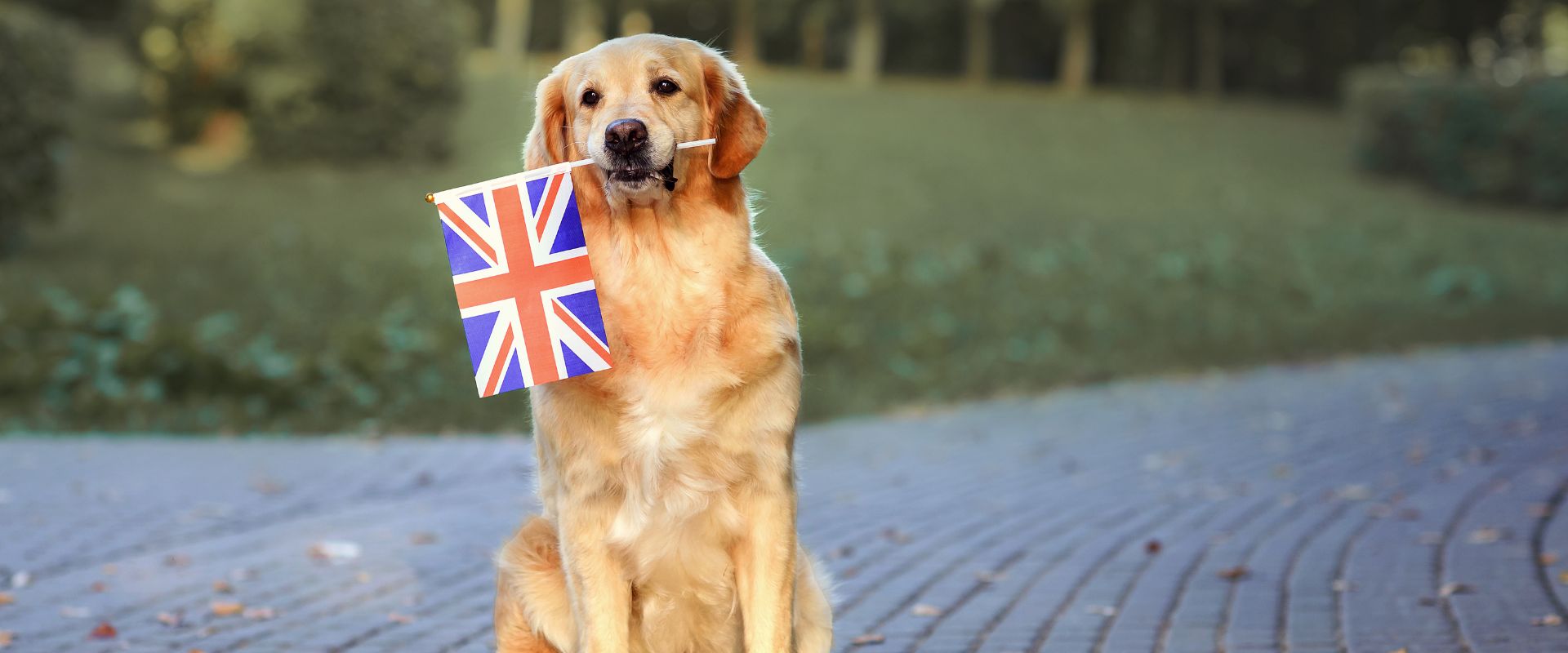 Golden Retriever holding a British flag in their mouth