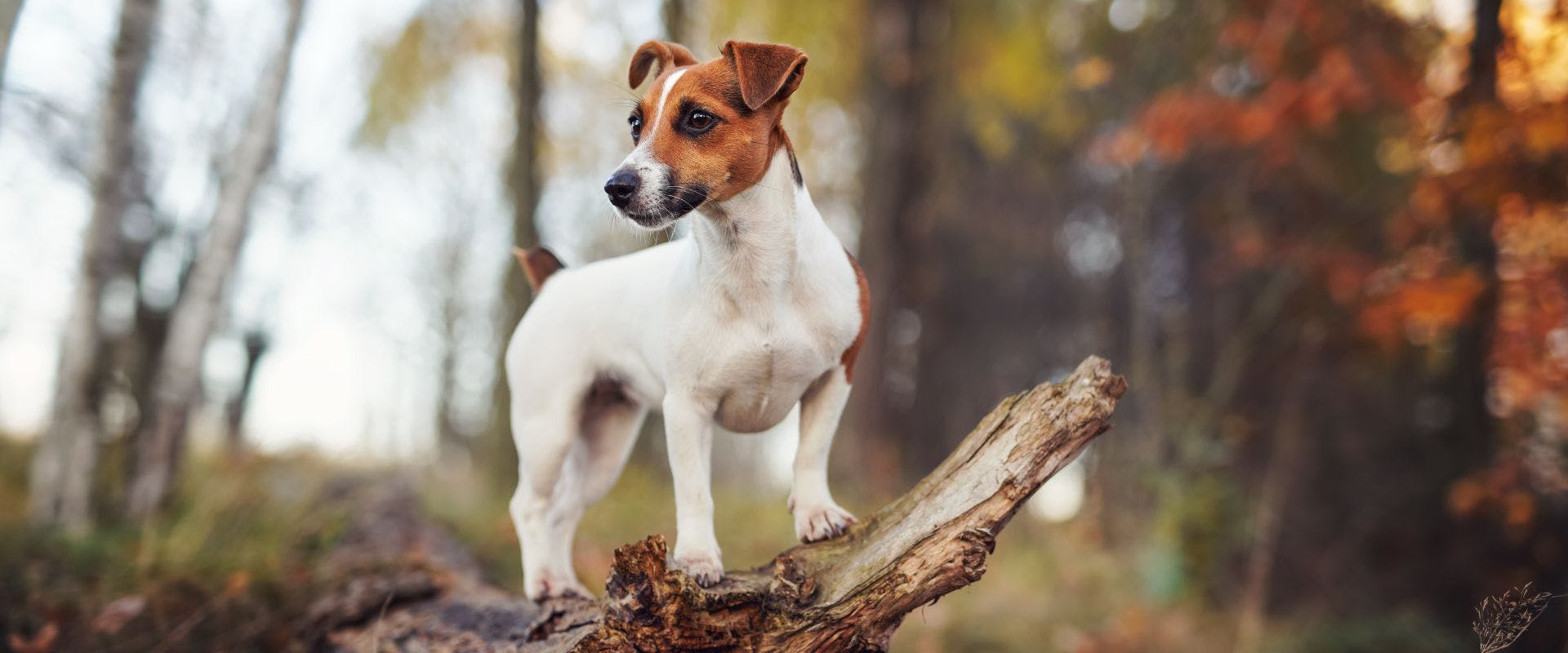 British Pet Names 2024 s Most Popular UK Pet Names british-pet-names-2024-s-most-popular-uk-pet-names
