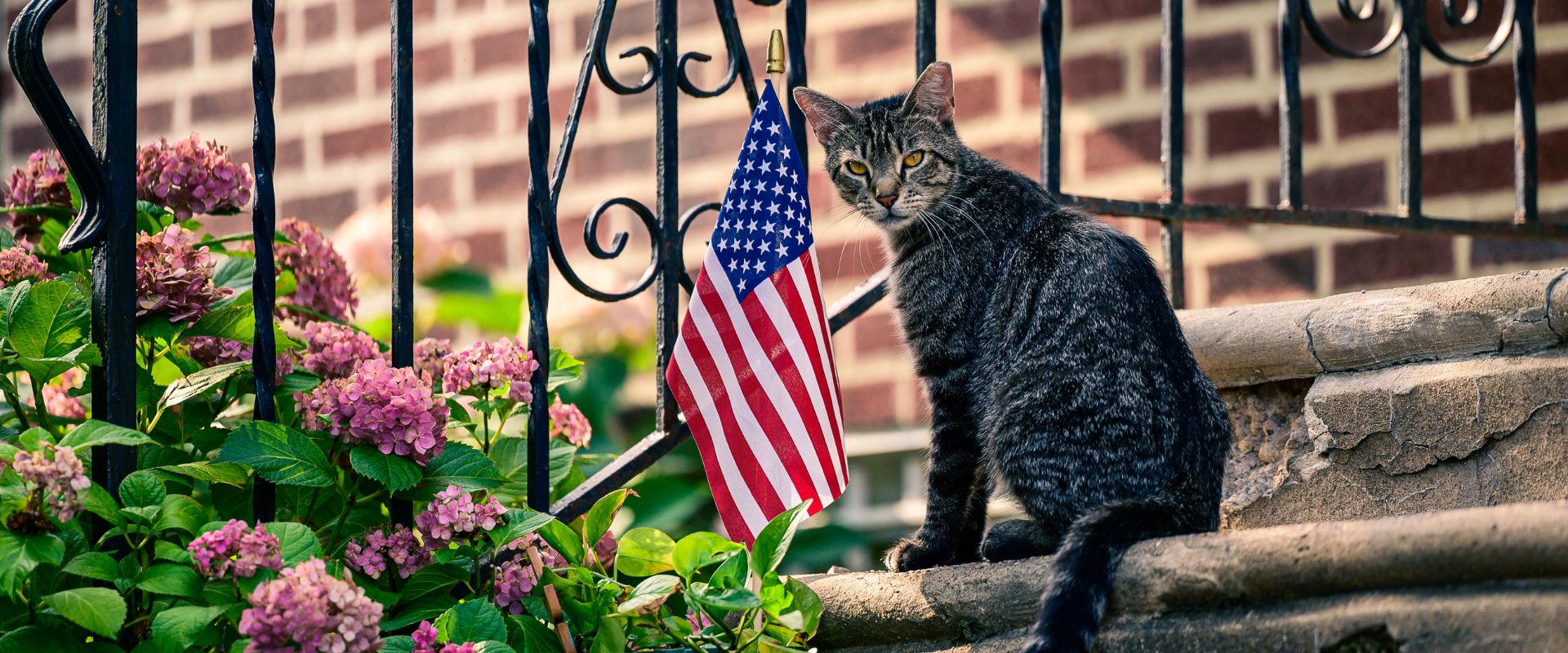 Cat sitting on a step with the USA flag