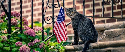 Cat sitting on a step with the USA flag