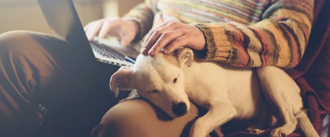 a small white dog sleep on a person's leg while they sit on a couch with an open laptop