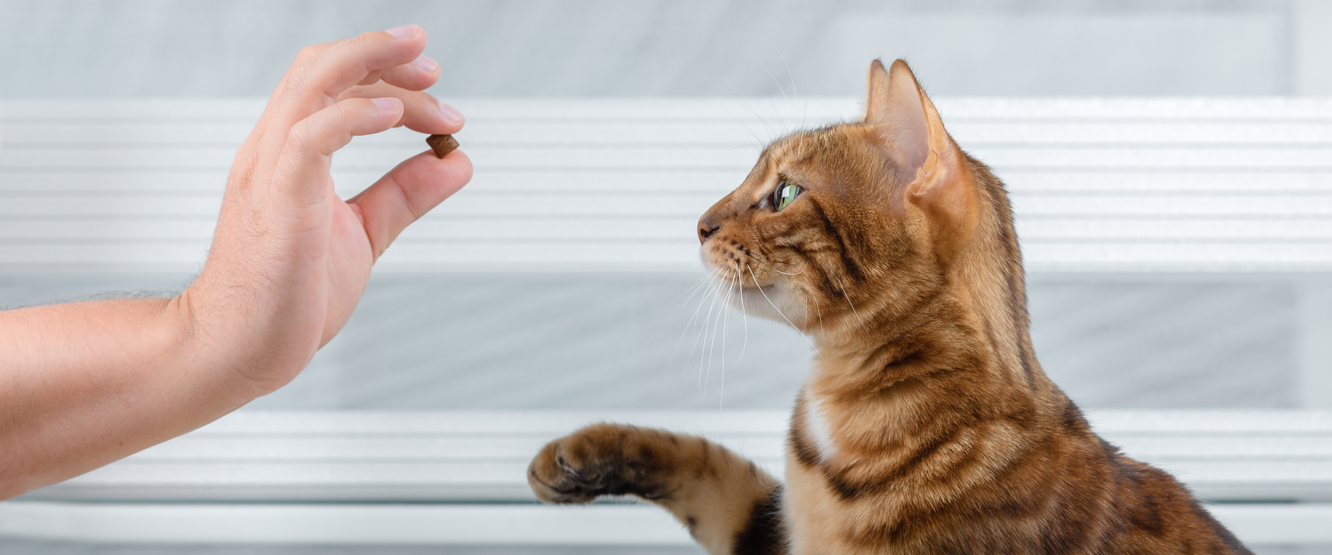 a side shot of a hand holding a cat treat in front of a kitty as a way of cat training them