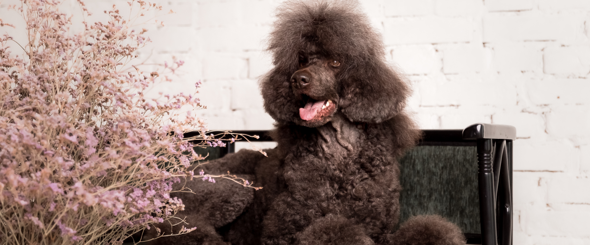 a large breed of black Poodle sitting on an out door bench
