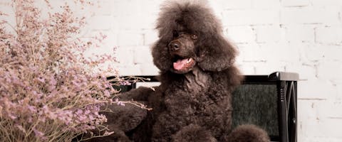 a large breed of black Poodle sitting on an out door bench
