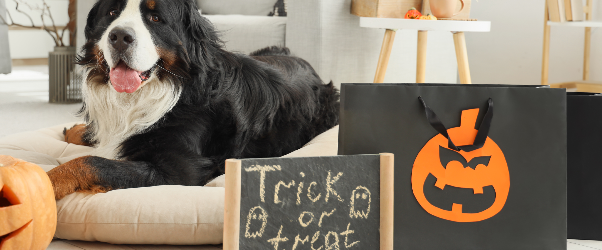 a Bernese Mountain Dog lying on a white dog bed in front of a trick or treat sign and Halloween decorations