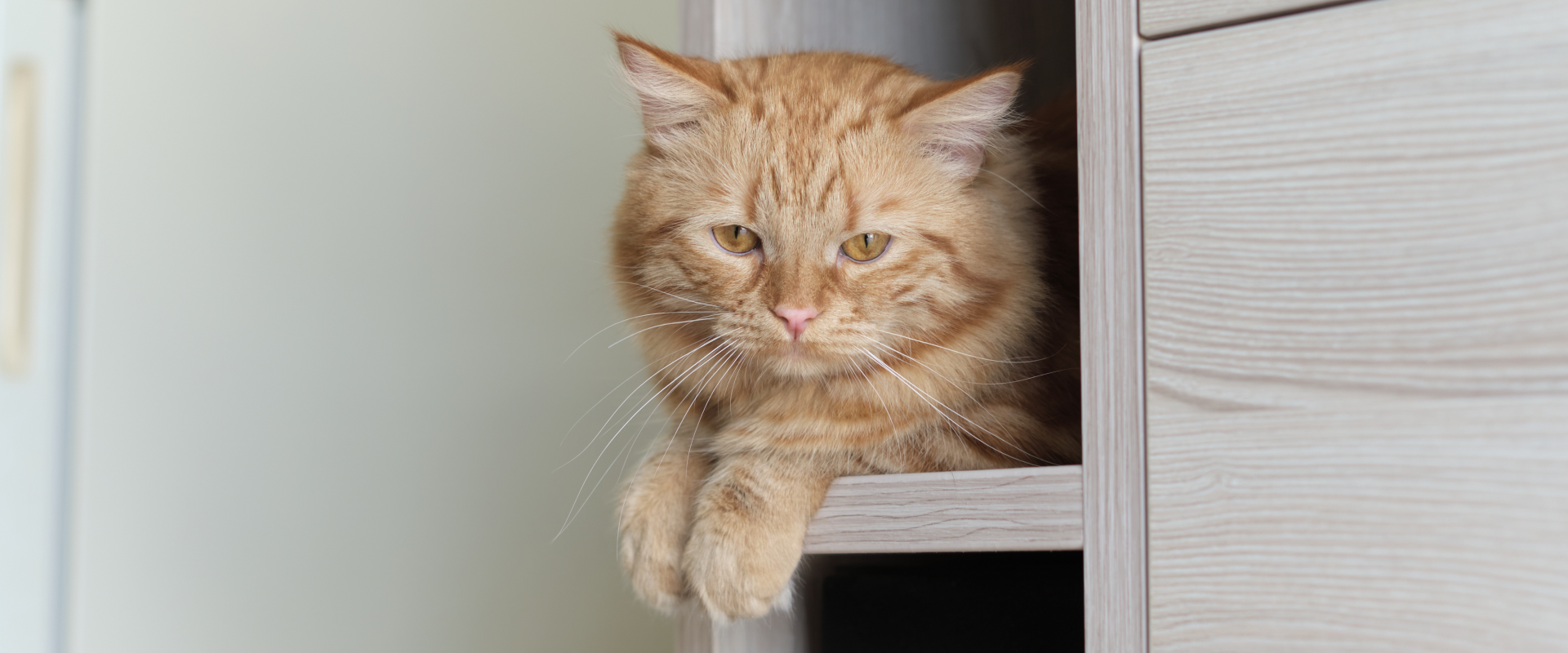 Why do cats perch? The reasons behind cats perching ...