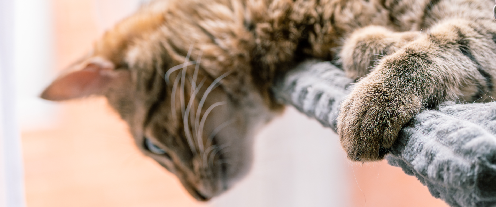 Why do cats perch? The reasons behind cats perching ...